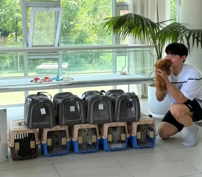 Pomsky Puppies for sale