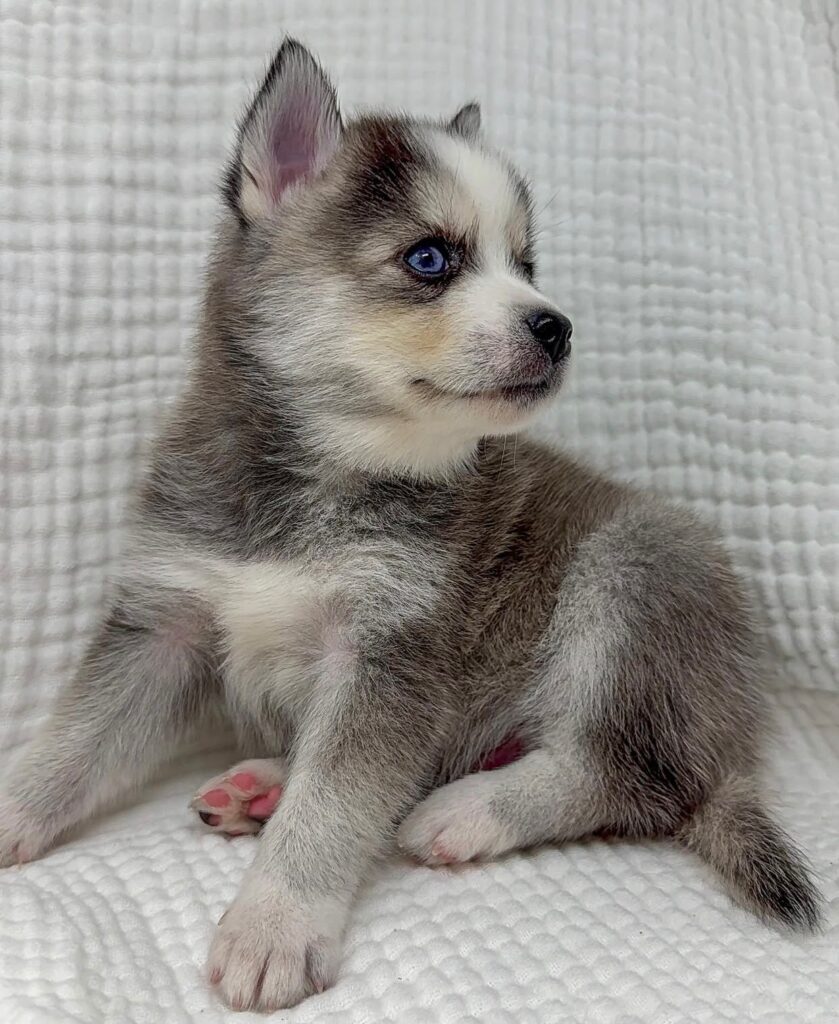 Pomsky Puppies for sale