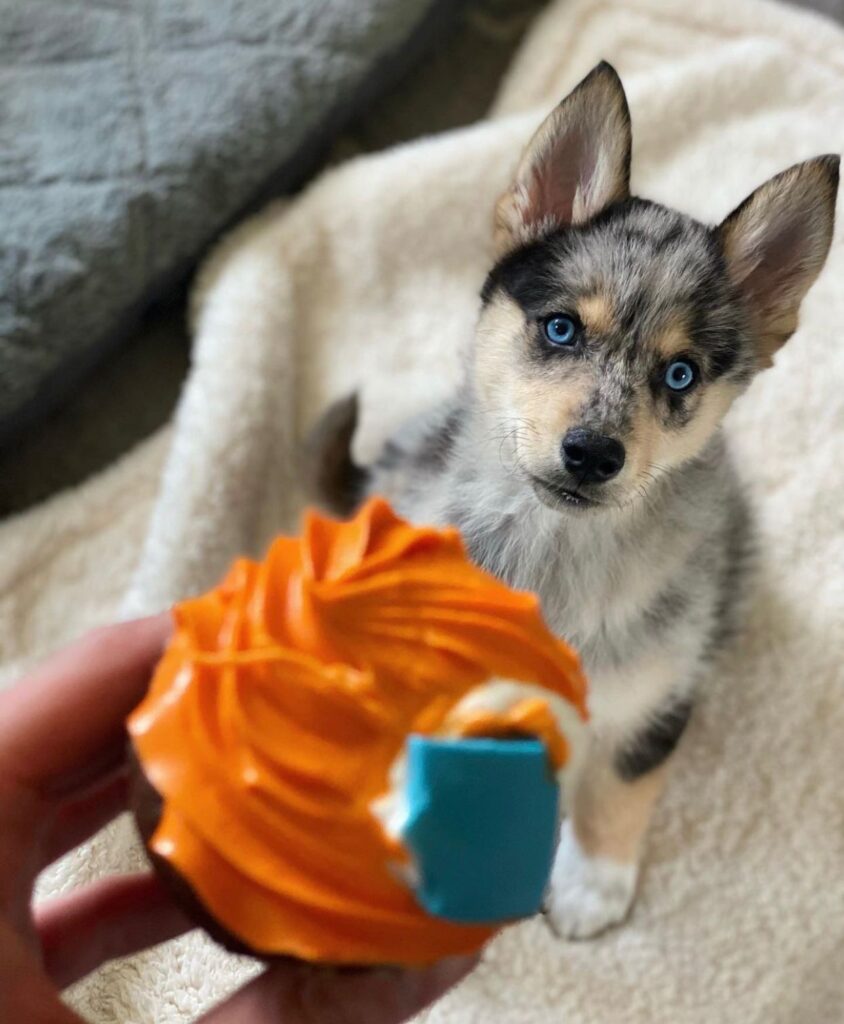 Pomsky Puppies for sale