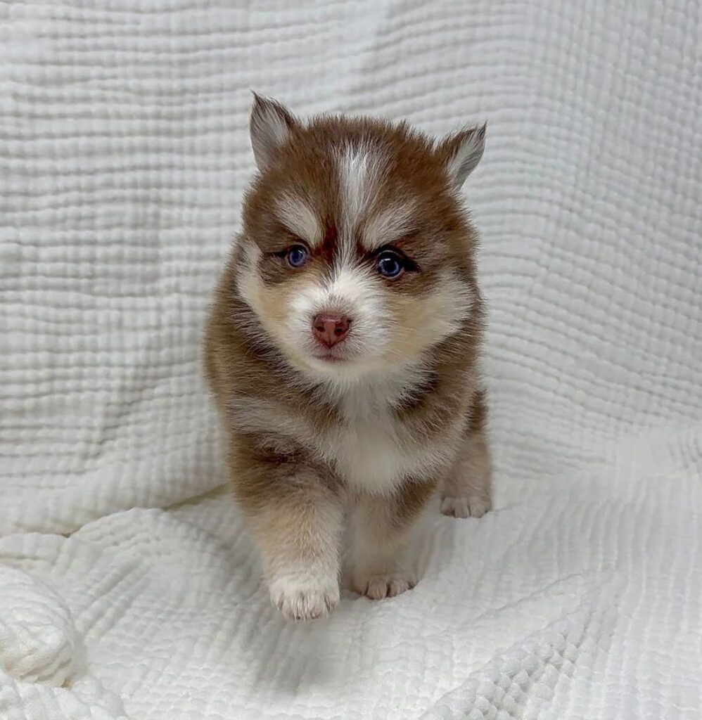 Pomsky Puppies for sale