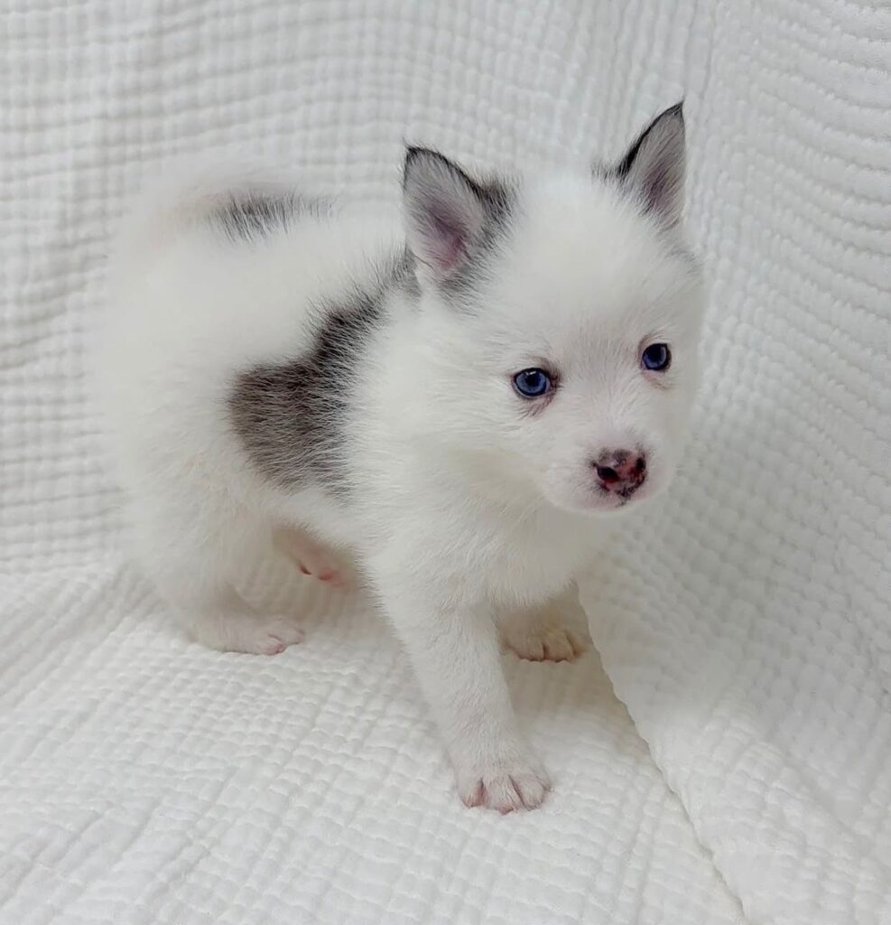 Pomsky Puppies for sale