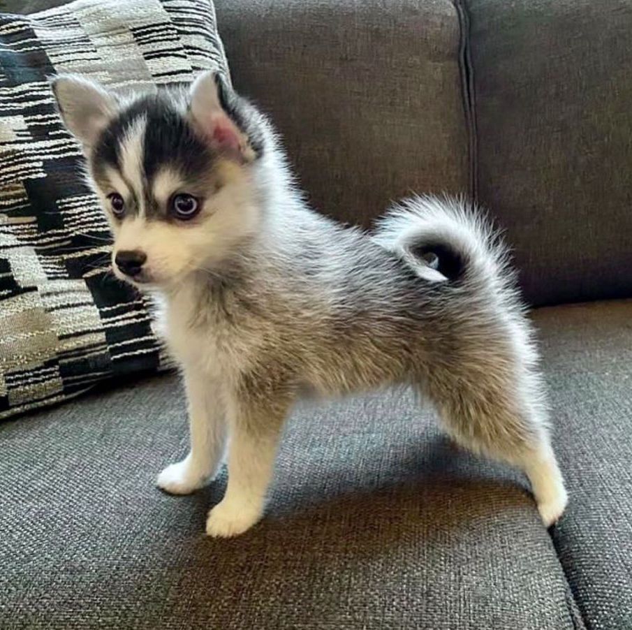 Pomsky Puppies for sale