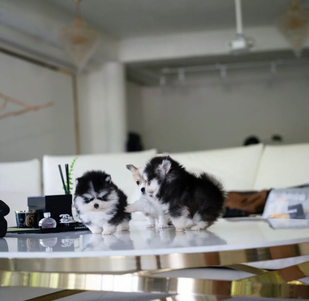 Pomsky Puppies for sale